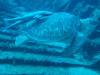 Big turtle with 2 Remora