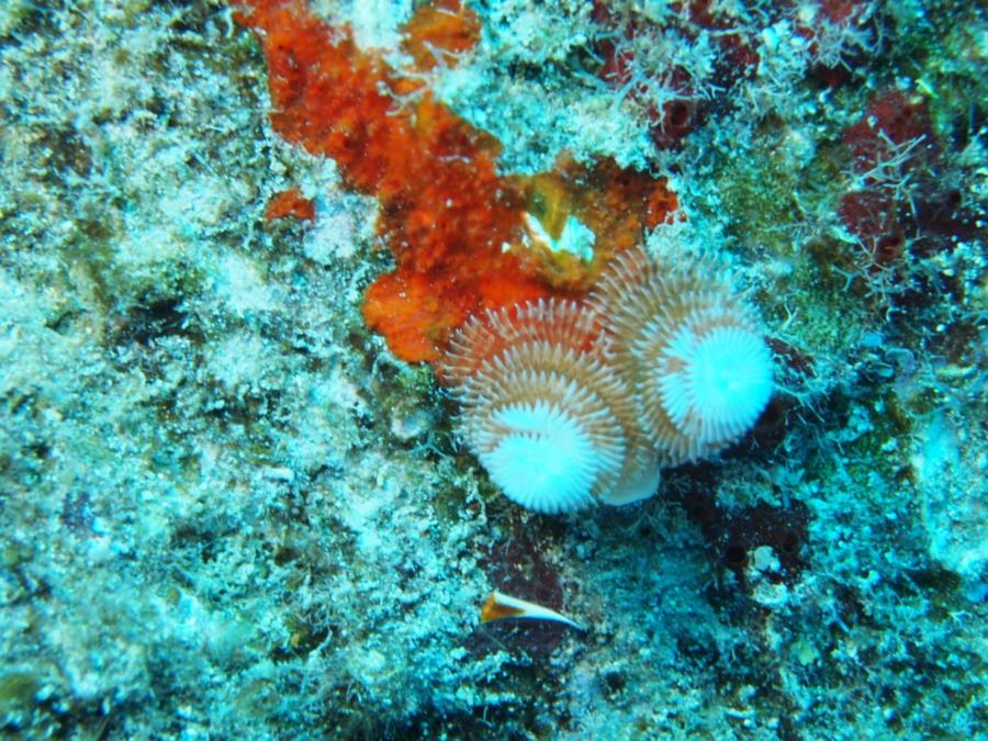 Governor’s River Walk, Gilbert Sea, ShaSha Boekani - Christmas tree worm