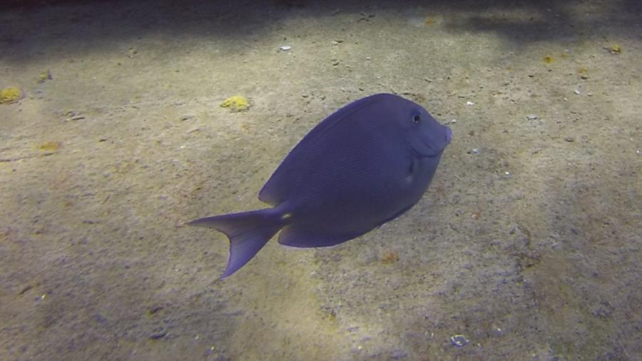 Kittiwake - Kittiwake surgeon fish