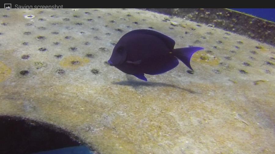 Kittiwake - Purple tang on the Kittiwake