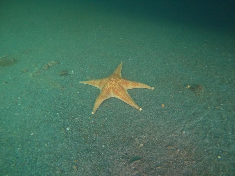 Fox Island - star fish