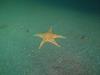 Fox Island - star fish