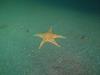 star fish