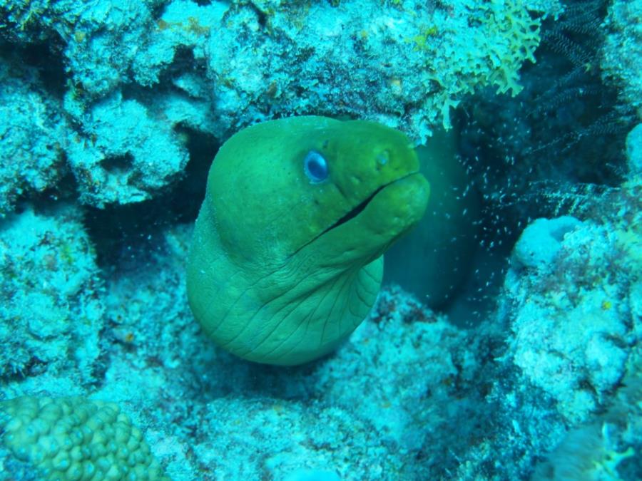 Flower Gardens - Green Moray