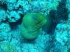 Flower Gardens - Green Moray