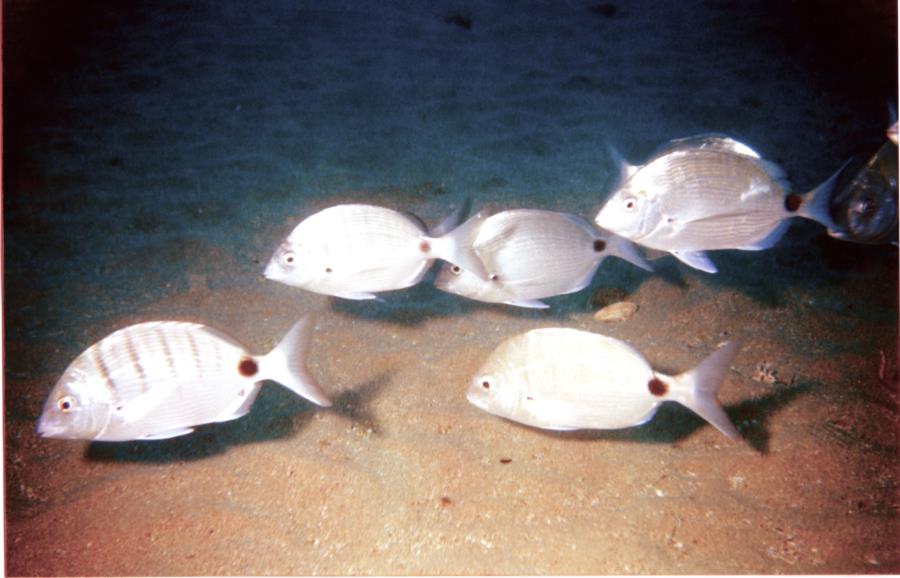 Spanish Barges - FISH