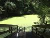 Orange Grove Sink Spring - Duckweed!