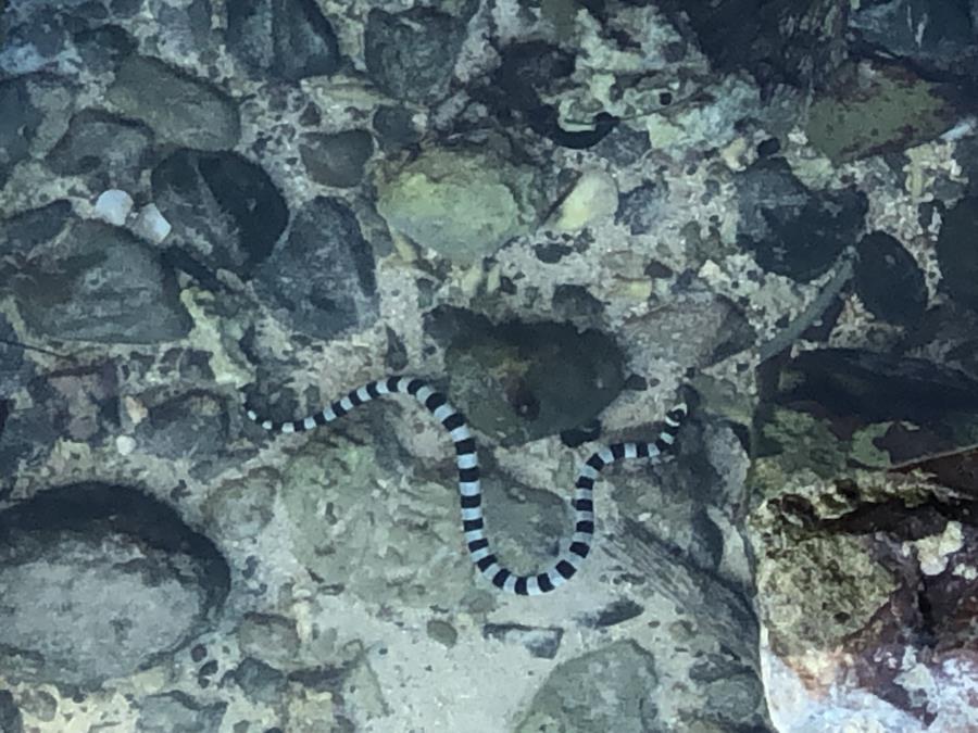Beqa Island - Banded Sea Snake