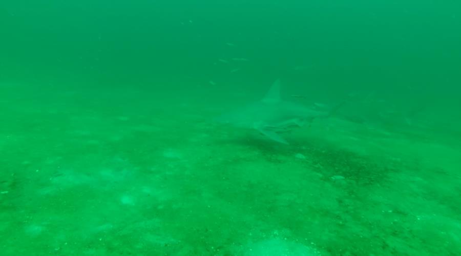 Hathaway Bridge Span #14 - Sandbar Shark...