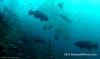 USS Mohawk CGC Veterans Memorial Reef - Our Mohawk Dive 8-23-2014