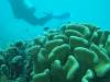 Koloa Landing - Christine over reef