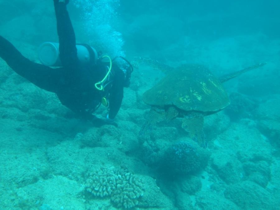 Koloa Landing - Turtle with Greg, no not that Greg