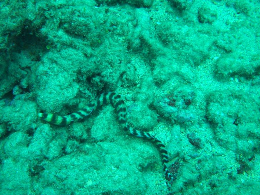 Koloa Landing - Eel, maybe a local can ID it.