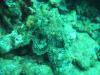 Koloa Landing - Scorpionfish