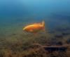 Fish - wgr21