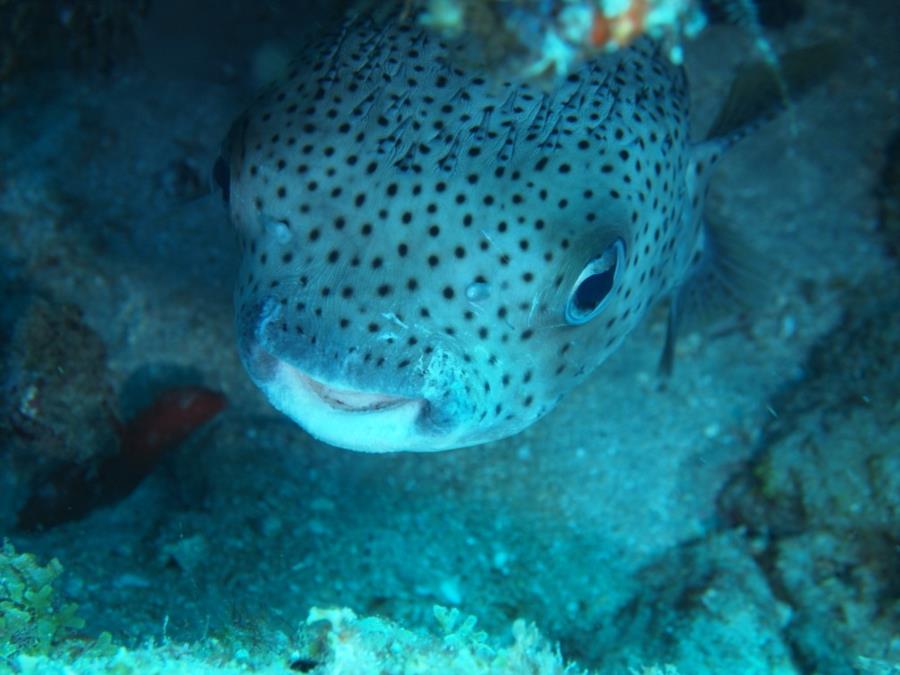 Ron’s reef aka Ron’s Rock? - Burrfish