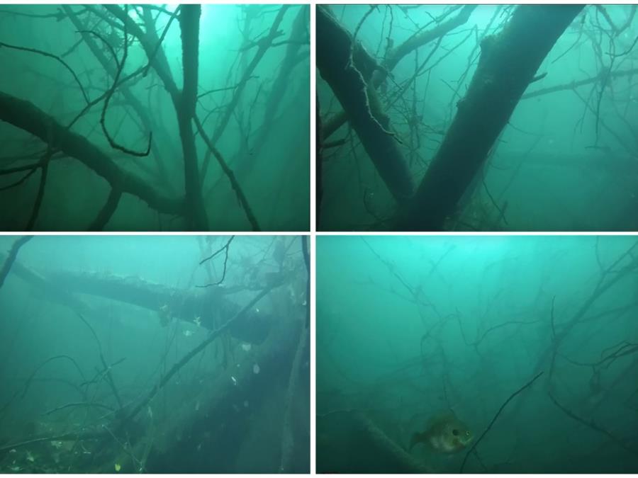 Rappahannock/Fredericksburg Quarry - Submerged trees and branches at south end of quarry