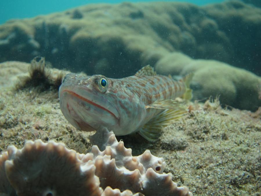 Datura Ave. aka Angliers Pier Reef? - Lizard Fish