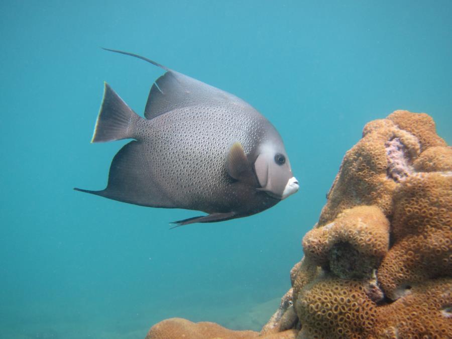 Datura Ave. aka Angliers Pier Reef? - Angel Fish