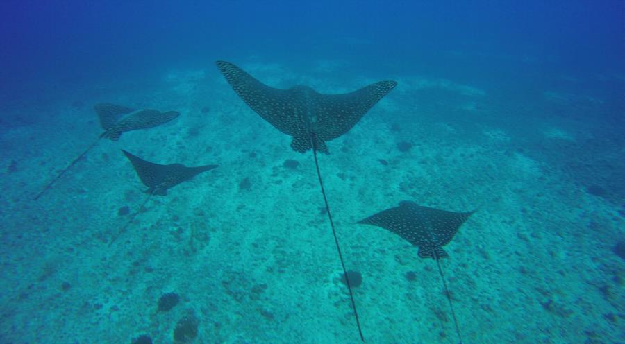 Fish Rain - Eagle rays at Fish Rain