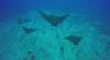 Eagle rays at Fish Rain