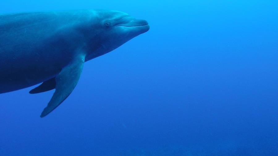 Roca Partida, San Benedicto, Isla Socorro - Dolphins