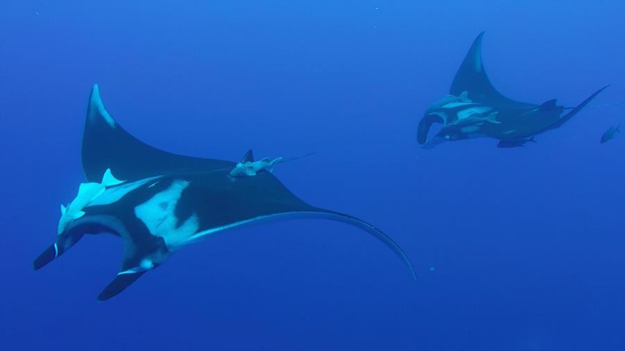 Roca Partida, San Benedicto, Isla Socorro - Giant manta