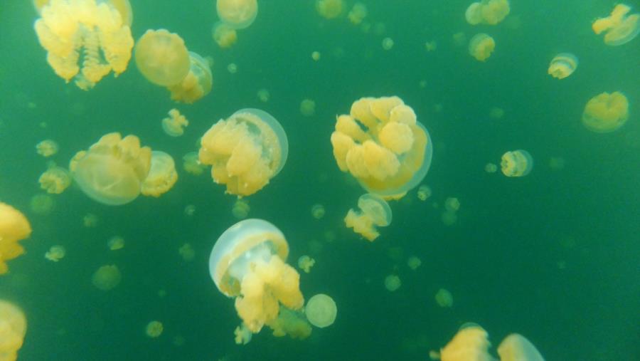 Jellyfish Lake - Jelly fish lake