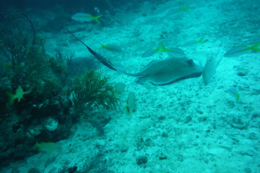 Eagle Ray Alley, Molasses Reef - STINGRAY MOLASSES REEF