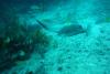 STINGRAY MOLASSES REEF