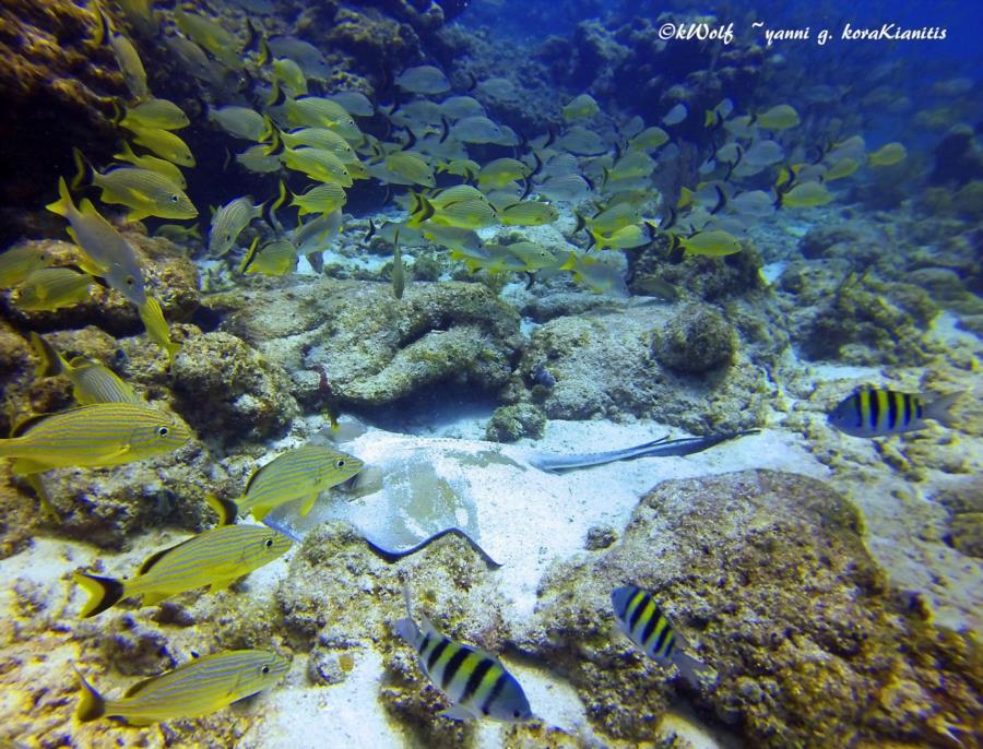 Eagle Ray Alley, Molasses Reef - stingray surrounded by a school of yellowtail snapper