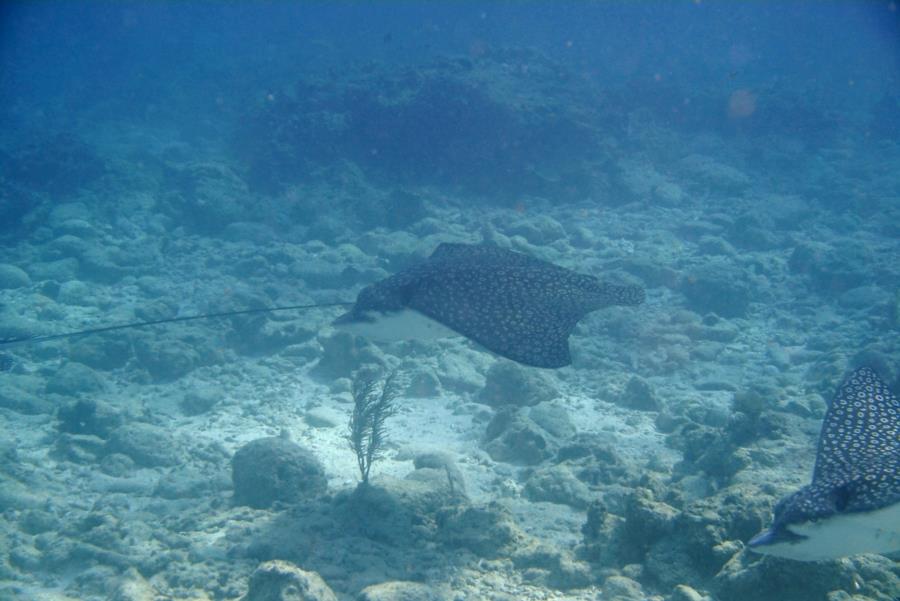 Eagle Ray Alley, Molasses Reef - Eagle Ray