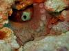 Nautilus Reef - nautilus 9