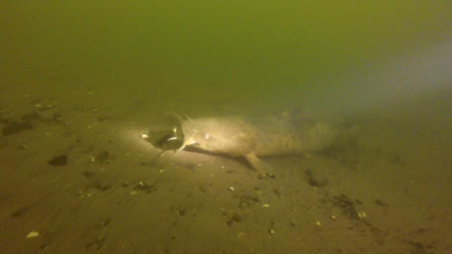 Pepper’s Ferry Bridge - Pepper’s Ferry Catfish