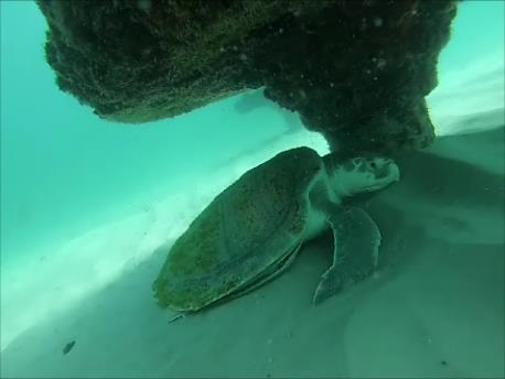Portofino Artificial Reef - Sea Turtle
