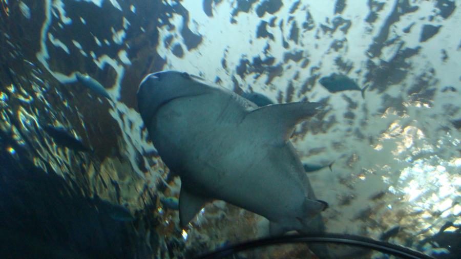 Oregon Coast Aquarium - Oregon Aquarium