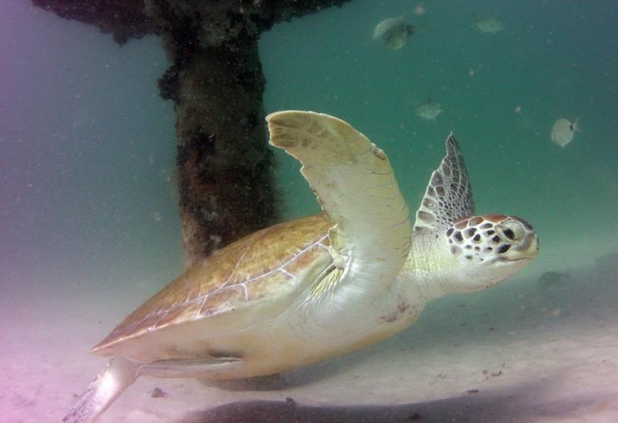 Navarre Marine Sanctuary - Sea Turtle