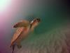 Turtle at Navarre Reef - CulturedRedneck