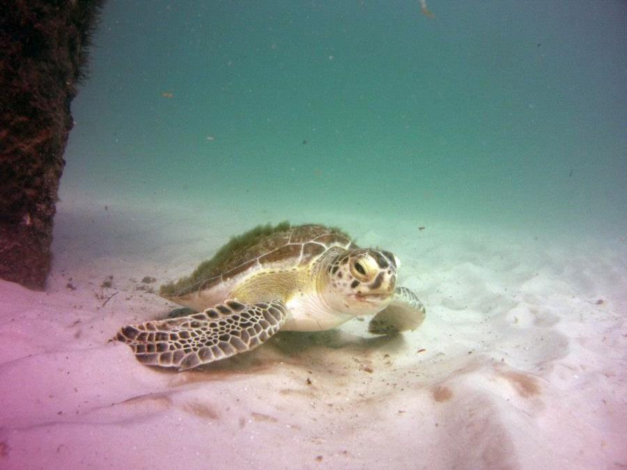 Navarre Marine Sanctuary - Turtle at Navarre Reef
