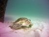 Turtle at Navarre Reef