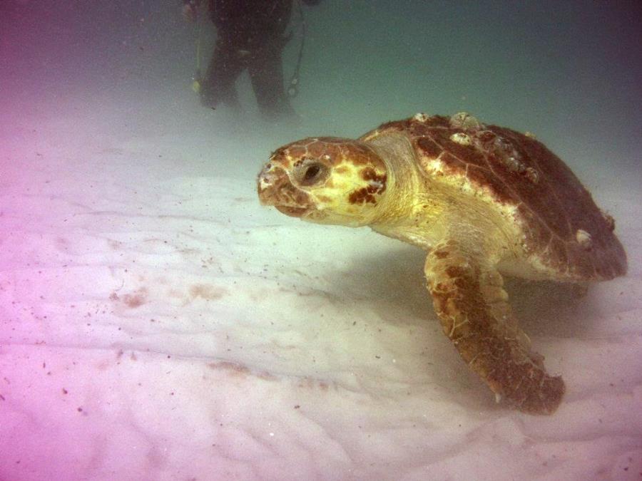 Navarre Marine Sanctuary - Turtle at Navarre Reef