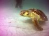 Turtle at Navarre Reef - CulturedRedneck