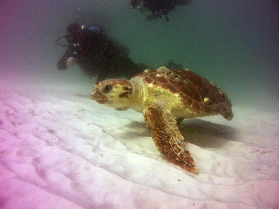 Navarre Marine Sanctuary - Turtle at Navarre Reef