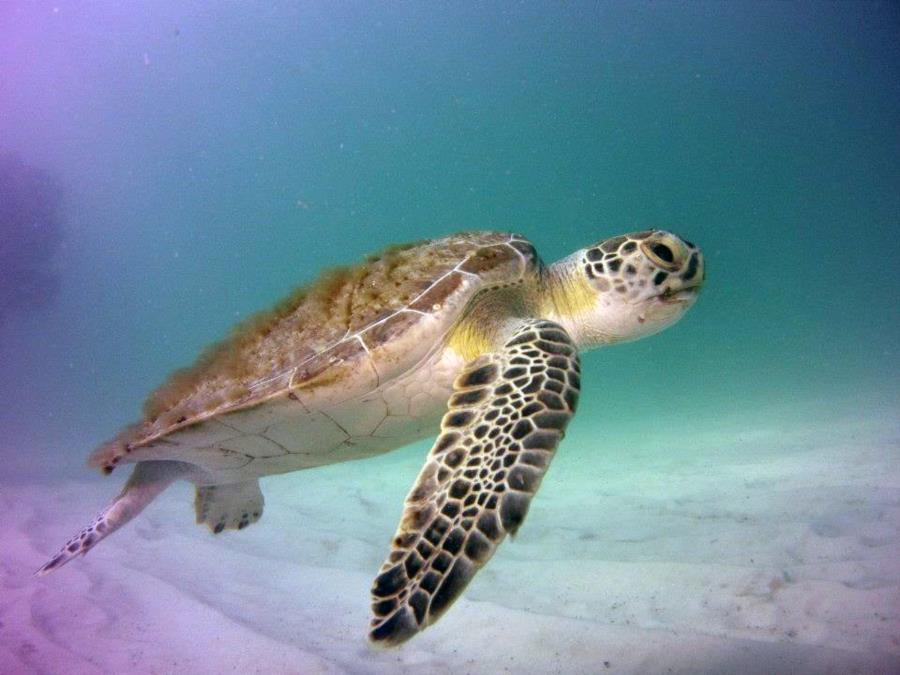 Navarre Marine Sanctuary - Turtle at Navarre Reef