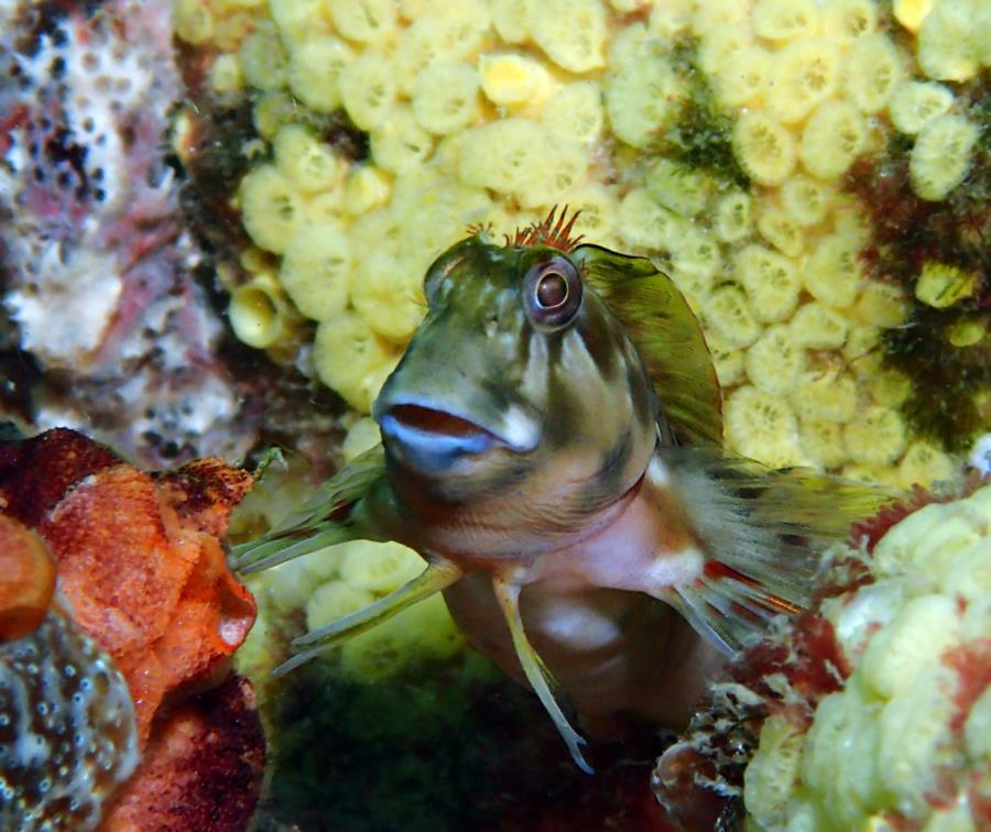 Navarre Marine Sanctuary - Molly Miller Blenny