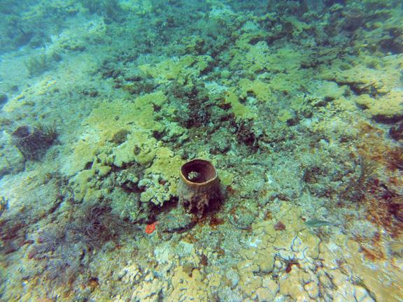 Barracuda Reef - CR_GOPR0170_web.jpg