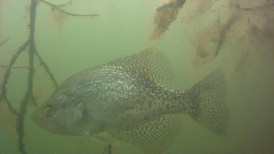 Greenbo Lake State Resort Park - Greenbo crappie