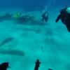 Cessna Wall aka Cessna Wreck, Nari-nari - Bahamas