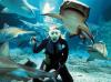 Busan Aquarium Shark Dive - South Korea