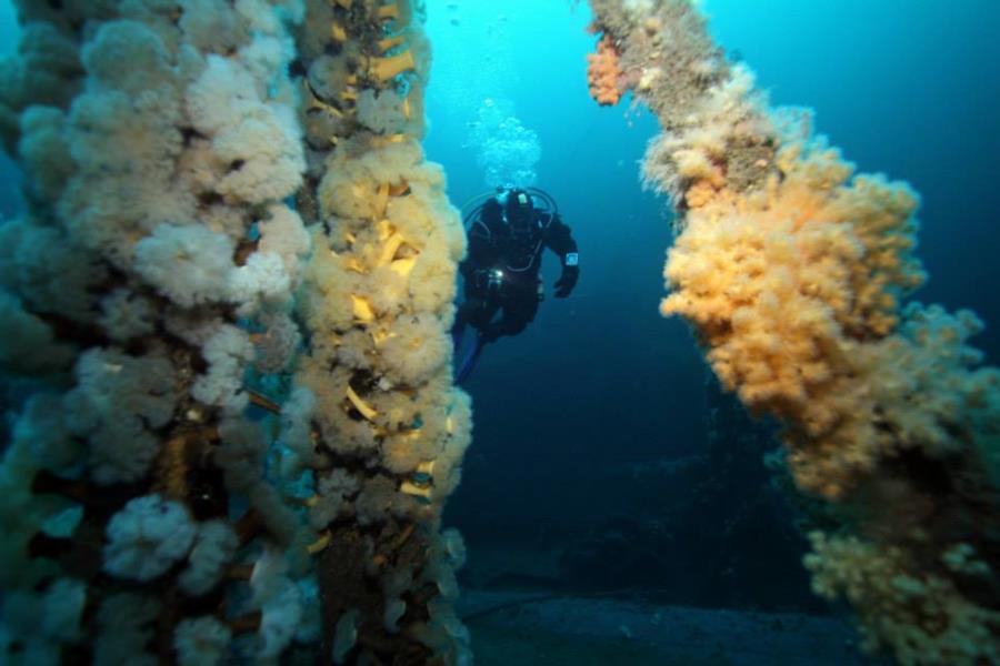 Bell Island Shipwrecks - The Rose Castle